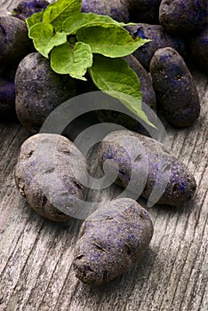Vitelotte blue-violet potato (Solanum Ãâ ajanhuiri Vitelotte Noir) photo