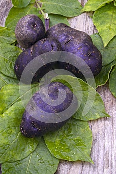 Vitelotte blue-violet potato (Solanum Ã— ajanhuiri Vitelotte Noir)