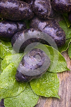 Vitelotte blue-violet potato (Solanum Ã— ajanhuiri Vitelotte Noir)