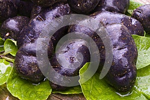 Vitelotte blue-violet potato (Solanum Ã— ajanhuiri Vitelotte Noir)