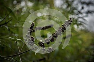 Vitex agnus-castus