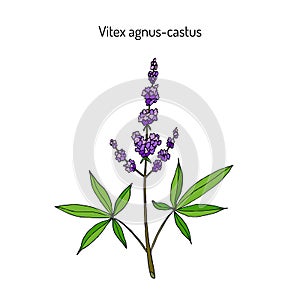 Vitex agnus-castus