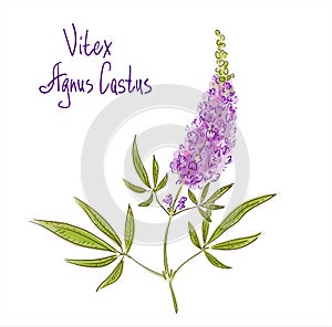 Vitex agnus-castus, also called vitex, chaste tree or chastetree, chasteberry photo