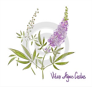 Vitex agnus-castus, also called vitex, chaste tree or chastetree, chasteberry photo