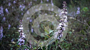 Vitex agnus-castus, also called vitex, chaste tree (or chastetree)