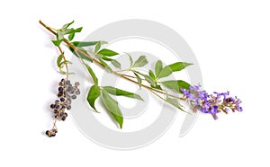 Vitex agnus-castus, also called vitex, chaste tree or chastetree, chasteberry, Abraham`s balm, lilac chastetree or monk`s pepper