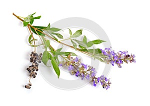 Vitex agnus-castus, also called vitex, chaste tree or chastetree, chasteberry, Abraham`s balm, lilac chastetree or monk`s pepper