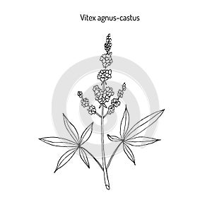 Vitex agnus-castus