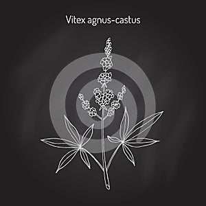 Vitex agnus-castus