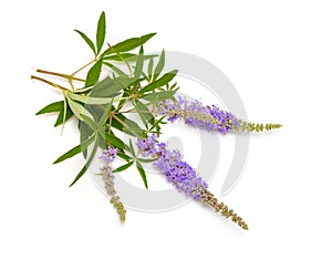 Vitex agnus-castus, chaste tree or chastetree, chasteberry, Abraham`s balm, lilac chastetree or monk`s pepper