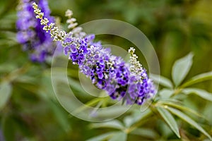 Close up of a lavender flower, Vitex Agnus castus,  Bok Tower gardens Lake Wales, Florida USA. photo