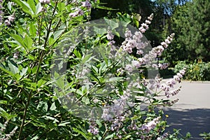 Vitex agnus-castus with light pink flowers in July