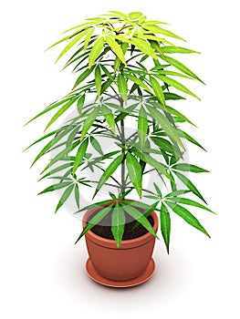 Vitex Agnus Castus plant in flower pot