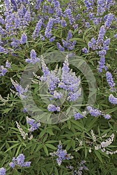 Vitex agnus-castus shrub