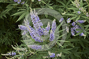 Vitex agnus-castus shrub