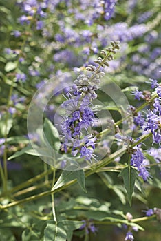 Vitex agnus-castus shrub photo