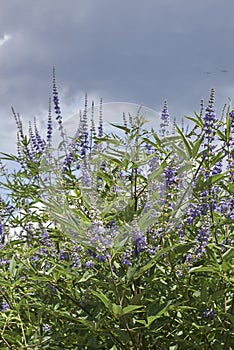 Vitex agnus-castus shrub photo