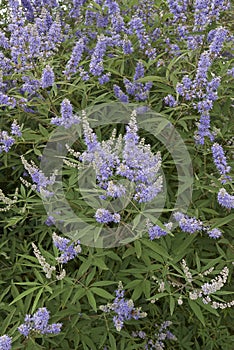 Vitex agnus-castus shrub photo