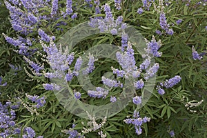 Vitex agnus-castus shrub photo