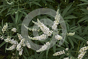 Vitex agnus-castus shrub photo