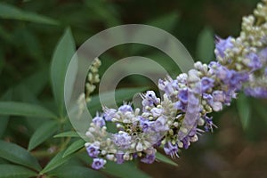 Vitex or Chaste Tree Flowers Up Close