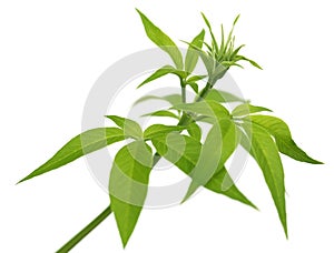 Vitex Negundo or Medicinal Nishinda leaves