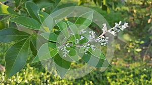 Vitex trifolia Linn. Chinese chaste tree, five-leaved chaste tree, horseshoe vitex, nisinda nature medicine herb