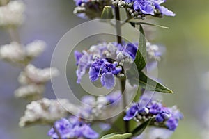 Vitex Vitex agnus-castus flowers