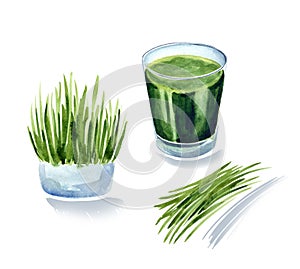 Vitgrass or wheatgrass, wheat sprouts juice, green coctail