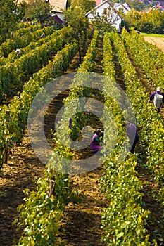 Viticulture photo