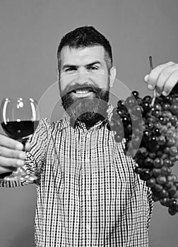 Viticulture and autumn concept. Vintner shows harvest. Man with beard holds bunch of grapes