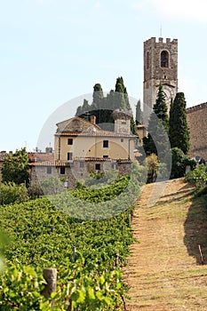 Viticulture in Badia di Passignano, Tuscany, Italy