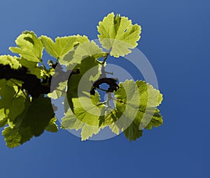 Viticulture of Gran Canaria - fresh young leaves on vine plants