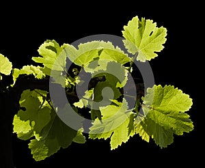 Viticulture of Gran Canaria - fresh young leaves on vine plants