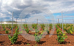 Viticulture with grape saplings photo