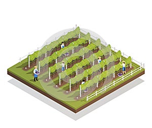 Viticulture Isometric Composition photo