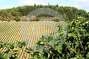 Viticulture in the region of Tuscany, Italy