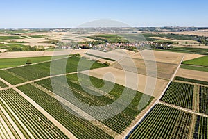 Viticulture in Rheinhessen