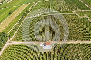 Viticulture in Rheinhessen / Germany from above