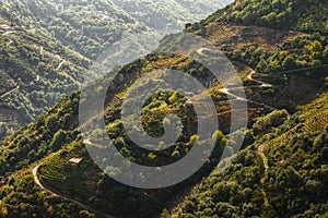 Viticulture Ribeira Sacra photo