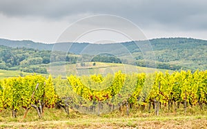 Viticulture in Riquewihr, France