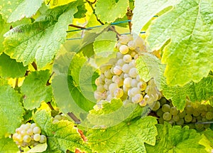 Viticulture in Riquewihr, France