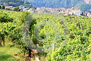 Viticulture in the Valle Cembra, Italian Dolomites photo