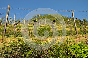 Viticulture on the vineyards of hirschberg odenwald, bergstraÃŸe