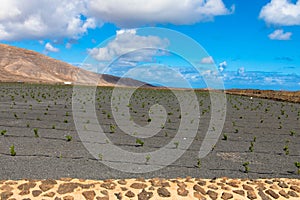Viticulture in volcanic terrain on the island of Lanzarote near Timanfaya National Park. Canary Islands, Spain, Europe.