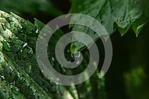 Viticulture wine industry. Drops of rain water on green grape leaves in vineyard