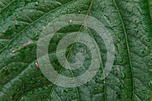 Viticulture wine industry. Drops of rain water on green grape leaves in vineyard