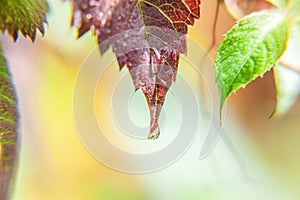 Viticulture wine industry. Drops of rain water on green grape leaves in vineyard