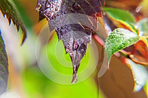 Viticulture wine industry. Drops of rain water on green grape leaves in vineyard