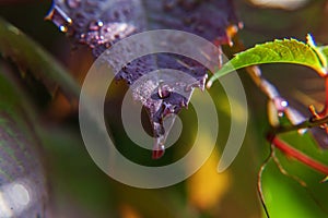 Viticulture wine industry. Drops of rain water on green grape leaves in vineyard